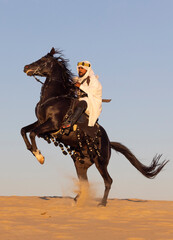 Wall Mural - Black stallion on his hind legs with traditionally dressed Saudi man at his back