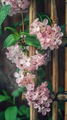 Wall Mural - The lilac flowers are very beautiful Realistic photography: several blooming flowers climb on the bamboo fence. The flowers are covered with dew.