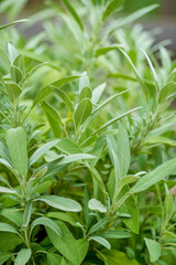 Poster - fresh herbs in the garden