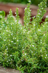 Wall Mural - fresh herbs in the garden