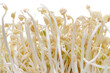 Close-up of bean sprouts, highlighting their slender white stems and yellowish caps