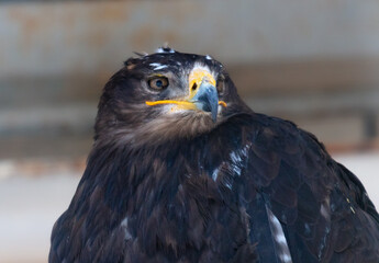 Poster - Portrait of an eagle in the zoo