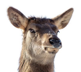 Poster - Portrait of a female deer isolated on a white background