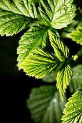 Canvas Print - Green raspberry leaves on a black background