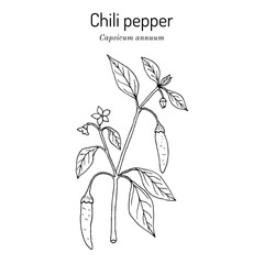 Wall Mural - Chili pepper (Capsicum annuum), or cayenne pepper,