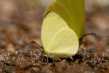 Wall Mural - A beautiful butterfly sucks minerals from the soil.