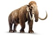 A woolly mammoth standing on a white surface, suitable for educational materials