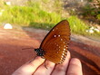 Brown butterfly have white dot on wing stop and stand on hand at PangSida, Thailand
