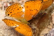Butterfly have big orange wing eating salt on ground at Pang Sida National Park, Thailand