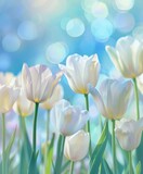 Fototapeta Tulipany -  White Tulips Set Against a Soft Bokeh Background, Creating a Beautiful and Serene Spring Ambiance.