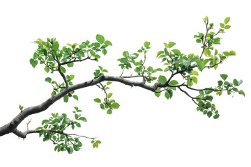 Cutout Branch with Green Leaves 3D Rendered