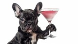 Fototapeta Psy - french bulldog dog celebrating new years eve with owner and champagne glass isolated on white background , wide angle view
