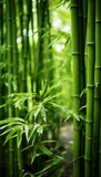 Fototapeta Sypialnia - Lust green bamboo forest, Japan
