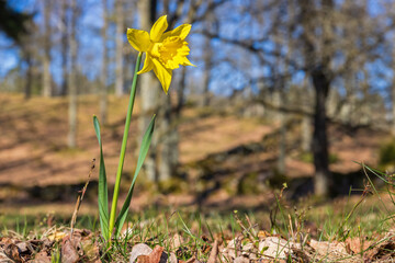 Sticker - Wild Daffodil blooming at spring on a meadow