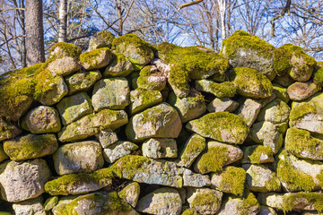 Canvas Print - Old stone wall with green moss in a forest