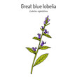Great blue lobelia (Lobelia siphilitica), ornamental and medicinal plant