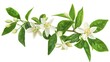 Orange tree branches with flowers, buds and leaves isolated on white. Neroli citrus white bloom,generative ai, 