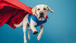 Dashing and Stylish: Dog Dressed as a Superhero Poses and flying Against a blue Background.