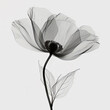 Monochrome X-ray Aesthetic of a Tulip with Transparent Petals