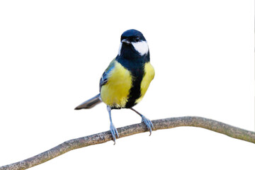 Canvas Print - tit sitting on a branch isolated on a white background