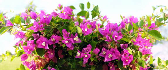 Wall Mural - Blossoming bougainvillea Magenta flowers close up, abstract natural background. south tropical beautiful plant in garden. bright gentle floral image. template for design