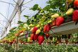 © pokku - Growing Organic strawberries in an agricultural greenhouse