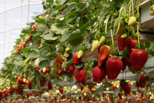 Growing Organic Strawberries In An Agricultural Greenhouse