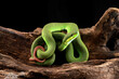 trimeresurus insularis, Pit viper snake pn the branch