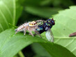 a jumping spider eating a flie on the leaf