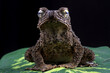 Phrynoidis aspera, Bufo asper toad with black background