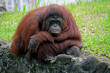 primate, orang-utan sitting on the big stone in the zoo