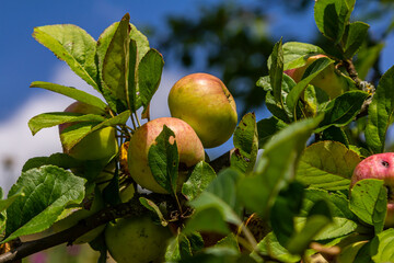 Wall Mural - Ripe apples on the tree