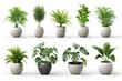 © Nico - A collection of potted plants in various sizes and shapes. The plants are arranged in a row, with some taller and some shorter.