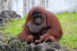 primate, orang-utan sitting on the big stone in the zoo