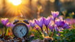 Vintage alarm clock surrounded by purple crocuses in a spring sunset