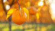 A detailed view of a ripe orange hanging from a branch on a tree