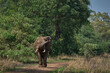 Bachelor group of male African Elephant (Loxodonta africana) in South Luangwa National Park, Zambia     