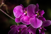 Flores De Orquídeas De Color Rosa En Un Primer Plano Con Un Fondo Desenfocado