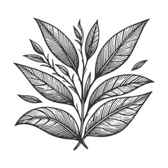 Wall Mural - tea branch leaf sketch line art engraving generative ai raster illustration. Scratch board imitation. Black and white image.