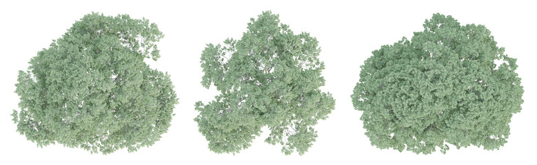 Wall Mural - 3d render top view of celtis australis tree isolated on transparent background