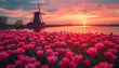 Beautiful sunset above the windmills on the field with tulips in the Netherlands, sunset in a tulip field in the Netherlands with a windmill turbine farm on background Beautiful sunlight Dutch spring