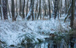 zimowy krajobraz nad wodą w lesie 2