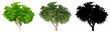 Set or collection of Neem  trees, painted, natural and as a black silhouette on white background. Concept or conceptual 3d illustration for nature, ecology and conservation, strength, beauty