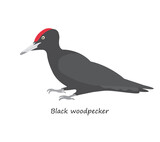 Fototapeta Młodzieżowe - Black woodpecker isolated on white background. Vector illustration