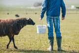 Fototapeta Londyn - Sunny morning on rural farm. Farmer with bucket during feeding sheep..