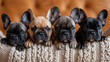 cute french bulldogs resting on knitted blanket
