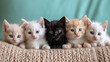 five baby cats lying on wool blanket