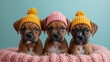 three cute boxer puppies wearing pink and yellow caps