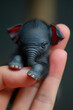 adorable little black elephant resting in woman's hand