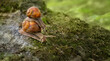 pair of Snails close up in garden, abstract natural green background. purity of nature, care about the world. wildlife, ecology, save Animal and earth concept. slow life. harmony of nature.